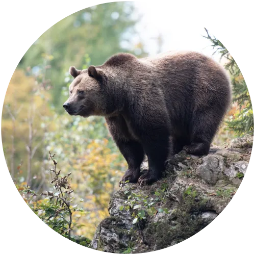 Braunbär im Nationalpark Risnjak