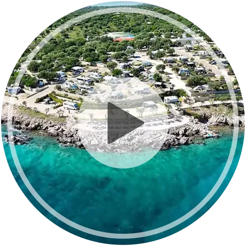 Drohnenaufnahme von Olea Camping auf der Insel Pag in Kroatien mit terrassenförmigen Stellplätzen, Olivenbäumen und Blick auf die Adria