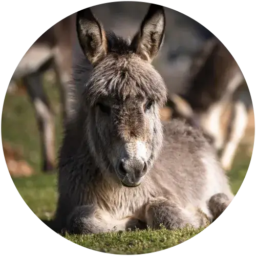 Junges Eselchen im Streichelzoo – Tierbegegnung auf dem Campingplatz Junges Eselchen liegt entspannt auf einer grünen Wiese im Streichelzoo – Nahaufnahme mit großen Ohren und fluffigem Fell, weitere Esel unscharf im Hintergrund