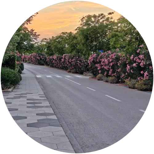 Asphaltierte Hauptstraße mit Oleander auf dem Campingplatz Omišalj Die gepflegte Hauptstraße des Campingplatzes Omišalj in Kroatien mit einem gepflasterten Gehweg, gesäumt von großen, blühenden rosa Oleanderbüschen vor einem abendlichen Himmel.