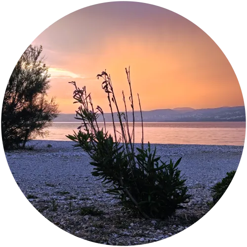 Malerischer Sonnenuntergang am Strand des Camping Omišalj Ein Kieselstrand am Campingplatz Omišalj bei Sonnenuntergang mit einer mediterranen Pflanze im Vordergrund, Blick auf das ruhige Meer und die Berge unter einem orange-pink leuchtenden Abendhimmel.