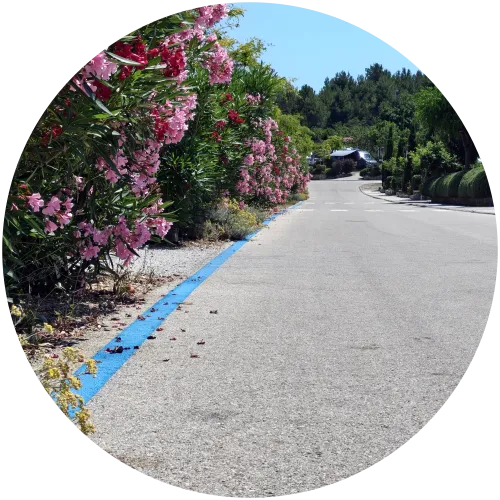 Blaue Wegmarkierung zu den Camping-Parzellen in Omišalj Eine leuchtend blaue Markierung auf dem Asphalt zeigt den Weg zu den Stellplätzen für Wohnmobile und Wohnwagen auf dem Campingplatz Omišalj, gesäumt von blühendem rosa Oleander.